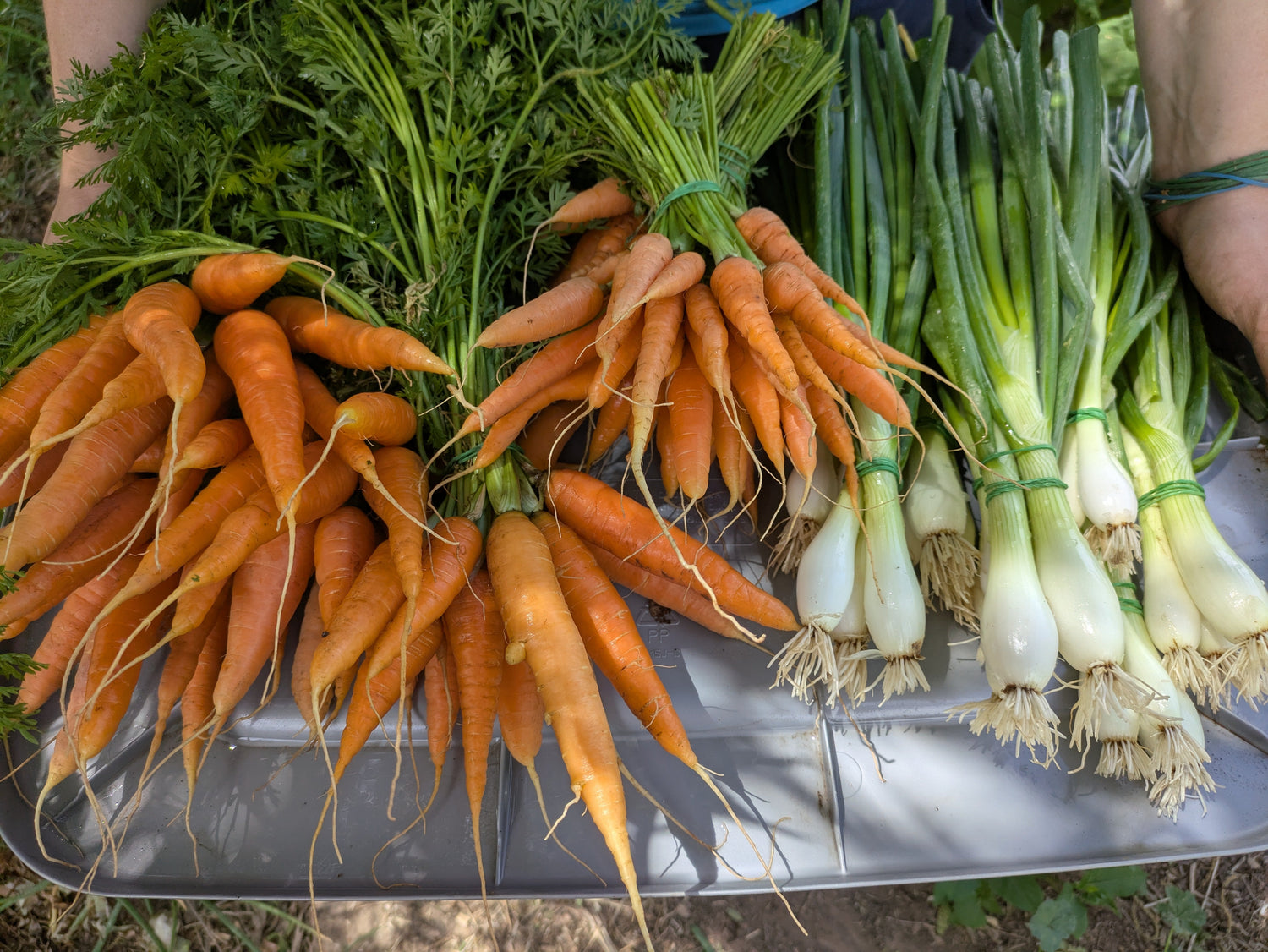 Seasonal Products
