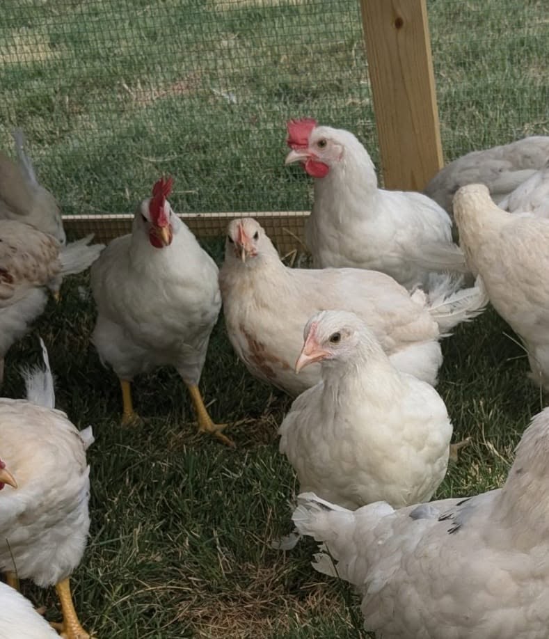 Chicken