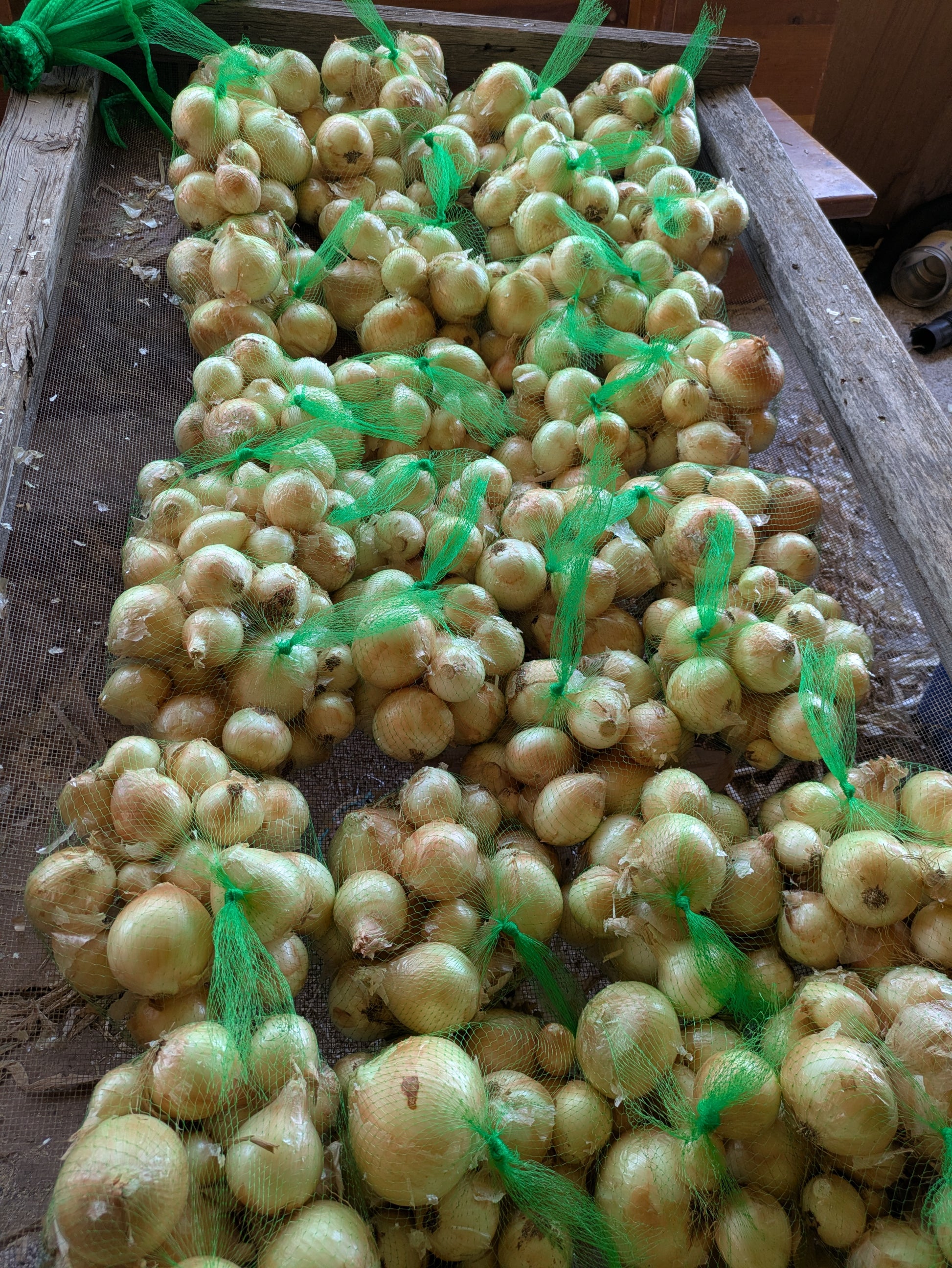 Bulk onions organically grown in Virgin, Utah. Enclosed in green mesh bags.