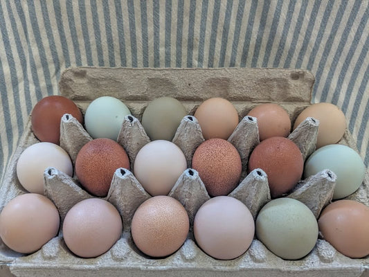 Assortment of rainbow eggs, freshly laid and locally raised in Virgin, Utah.