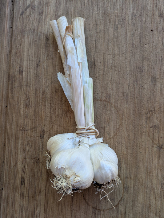 3 heads of soft neck garlic tied with a rubber band. Organically grown in Virgin, Utah.