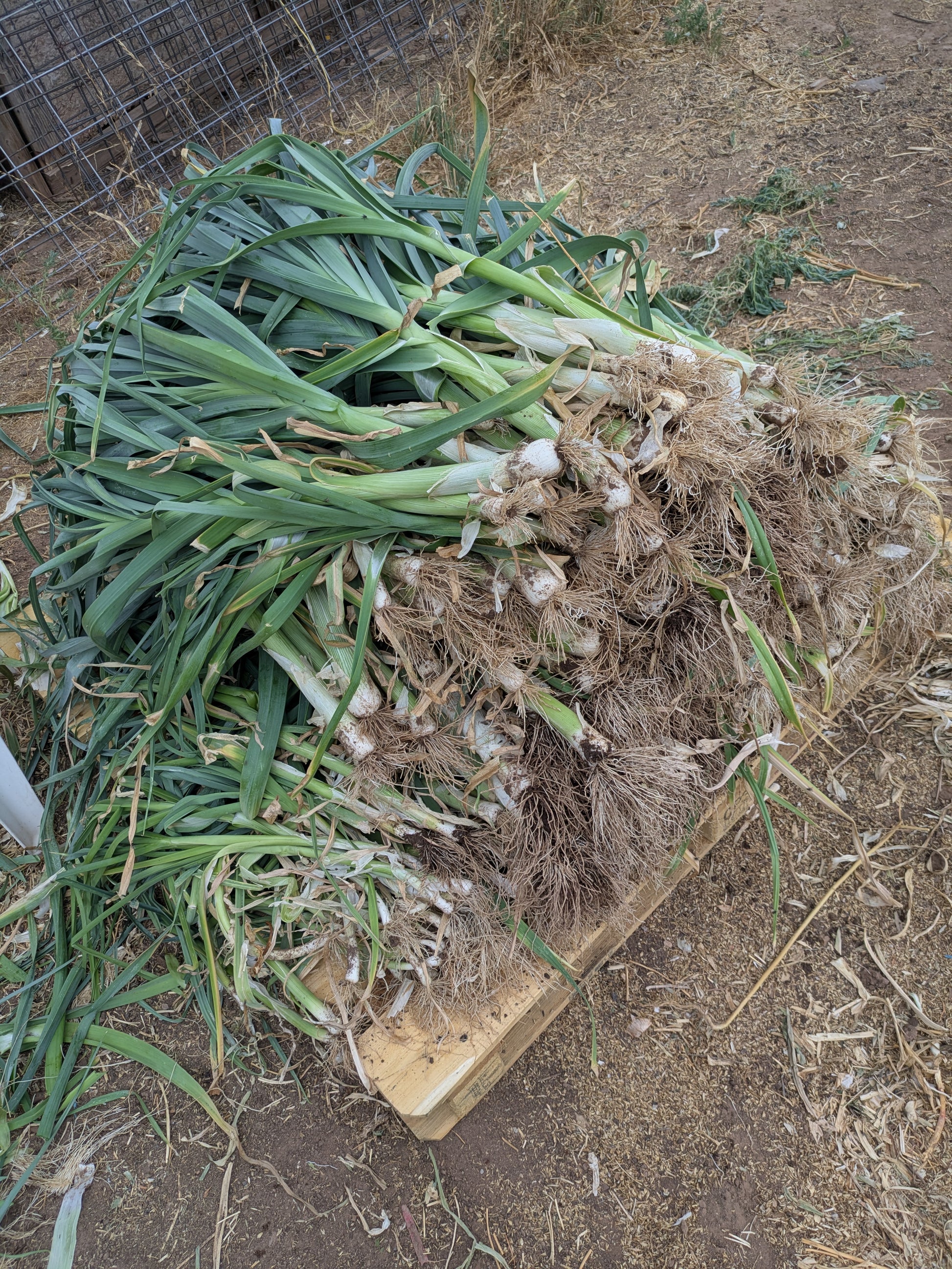 A large pile of organically grown leeks harvested in Southern Utah.