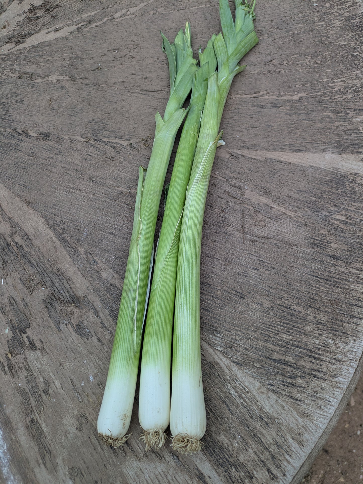 Three fresh leeks grown organically in Virgin Utah