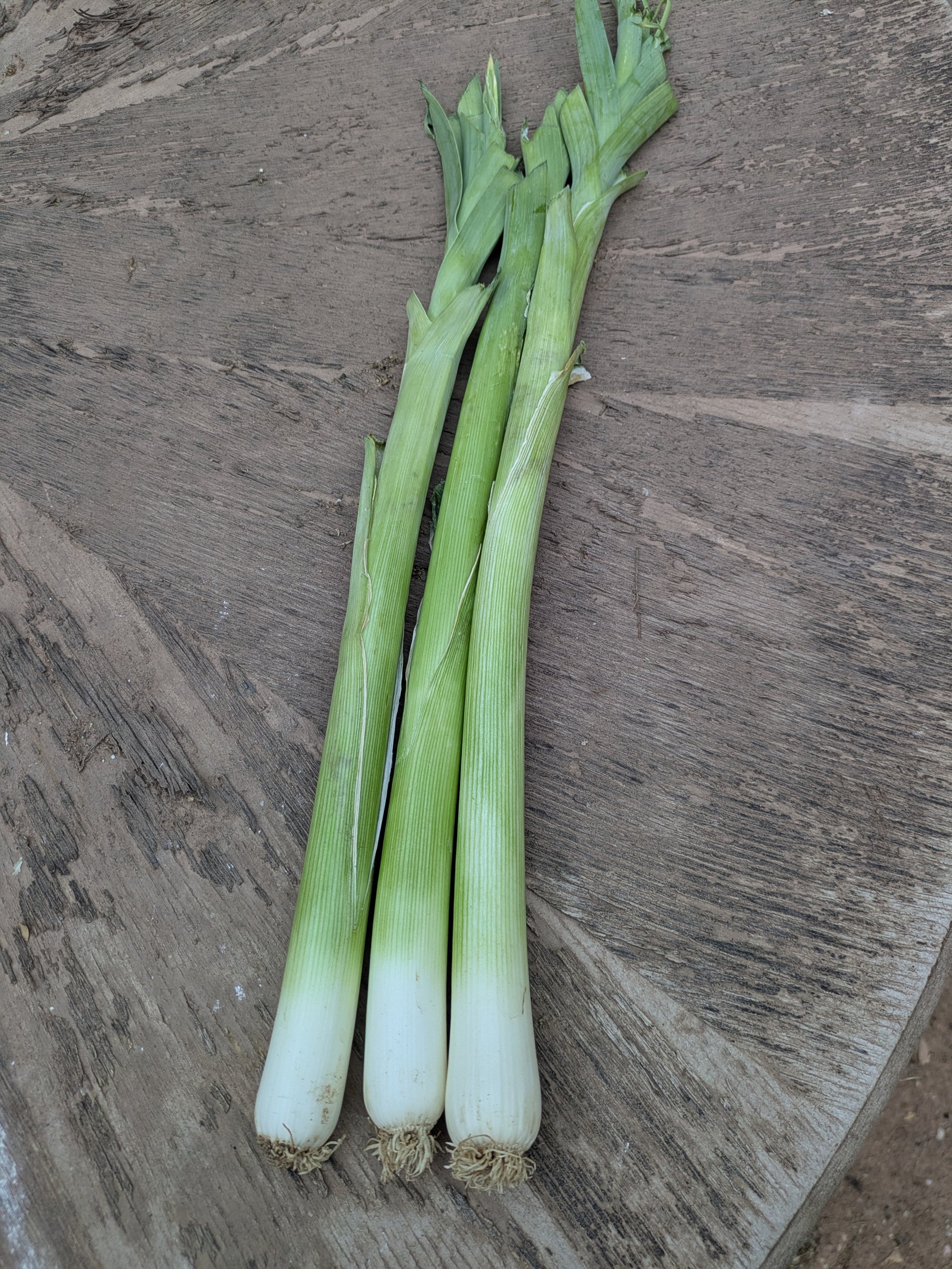 Three fresh leeks grown organically in Virgin Utah