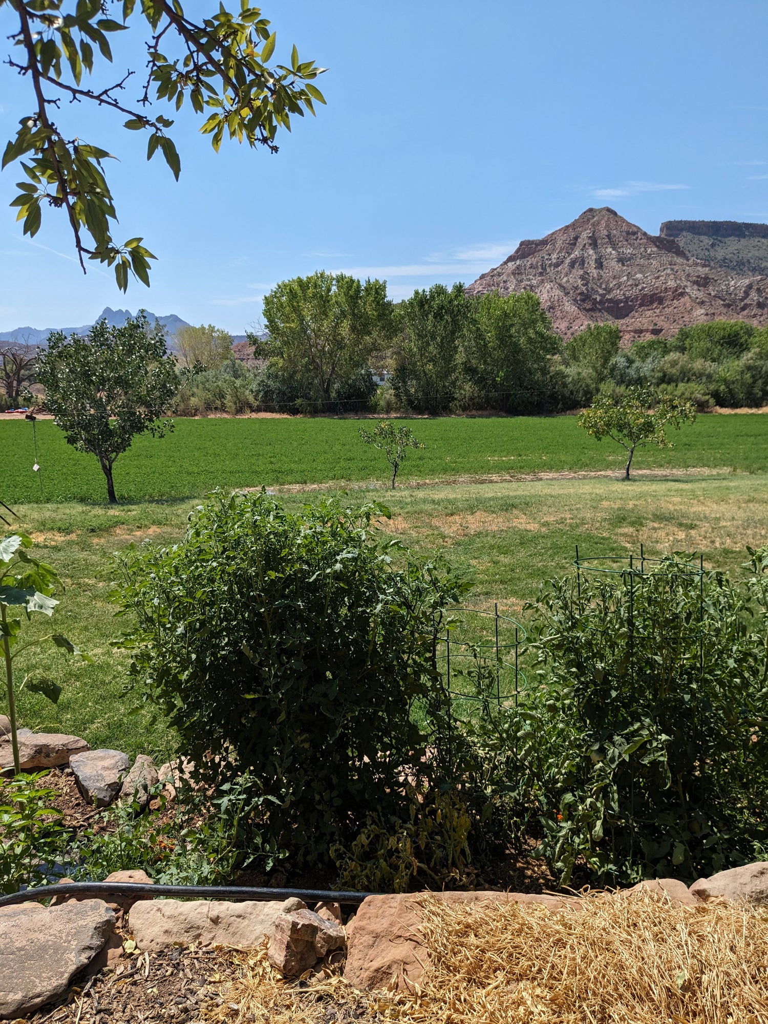 Backyard view at Onward Homestead in Virgin, Utah overlooking the alfalfa fields and mountain.