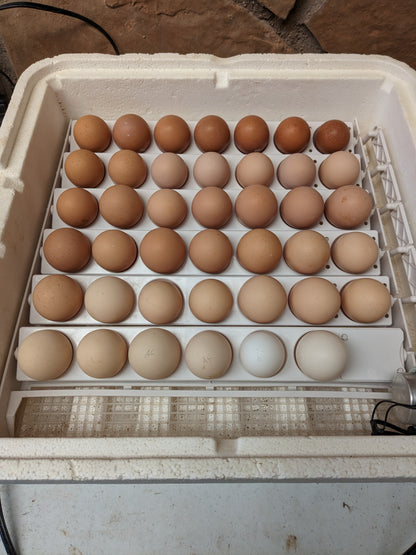 Eggs by dozen