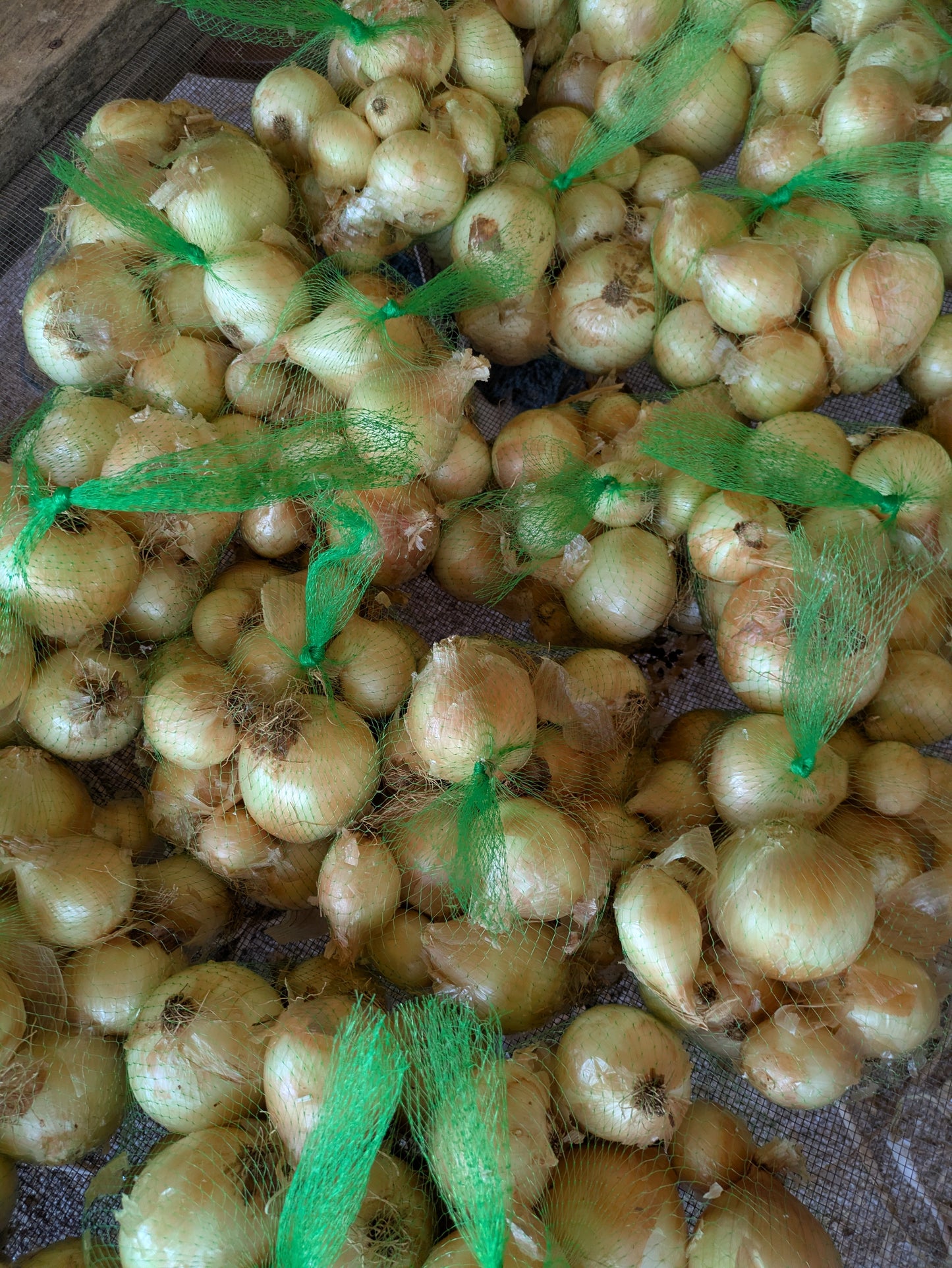 Bagged yellow onions grown organically in Southern Utah at Onward Homestead, a family farm.
