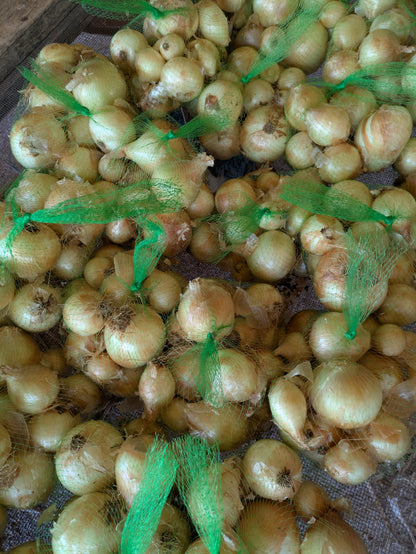 Bagged yellow onions grown organically in Southern Utah at Onward Homestead, a family farm.
